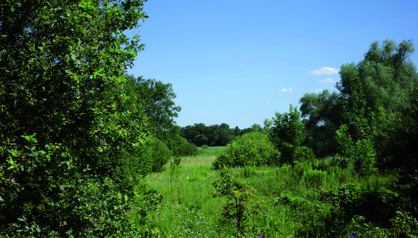 Auenlandschaft
